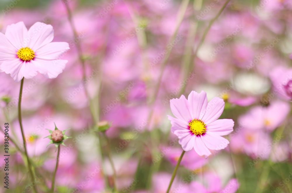 Beautiful cosmos flower blooming in the garden with pink blurred background. Beautiful cosmos flower blooming in the garden with pink blurred background.