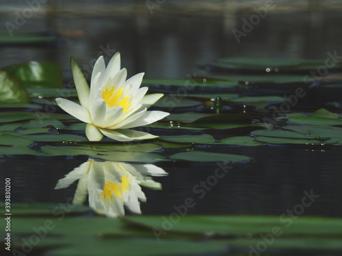 white lotus blooming on water with reflection in the pond at morning