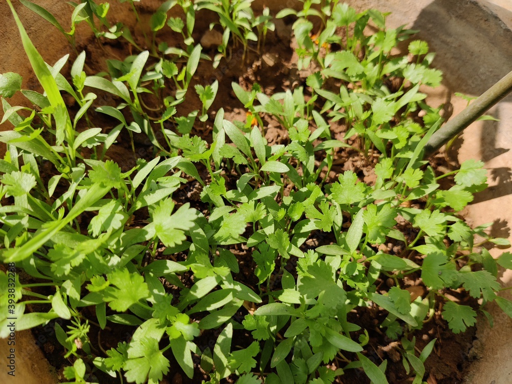Coriander leaves Coriander leaves