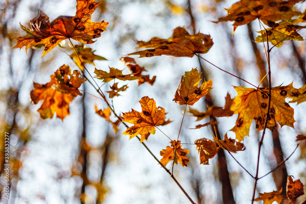 autumn leaves in the forest autumn leaves in the forest