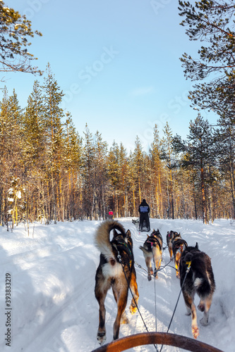 Sled dogs are husky. Lapland