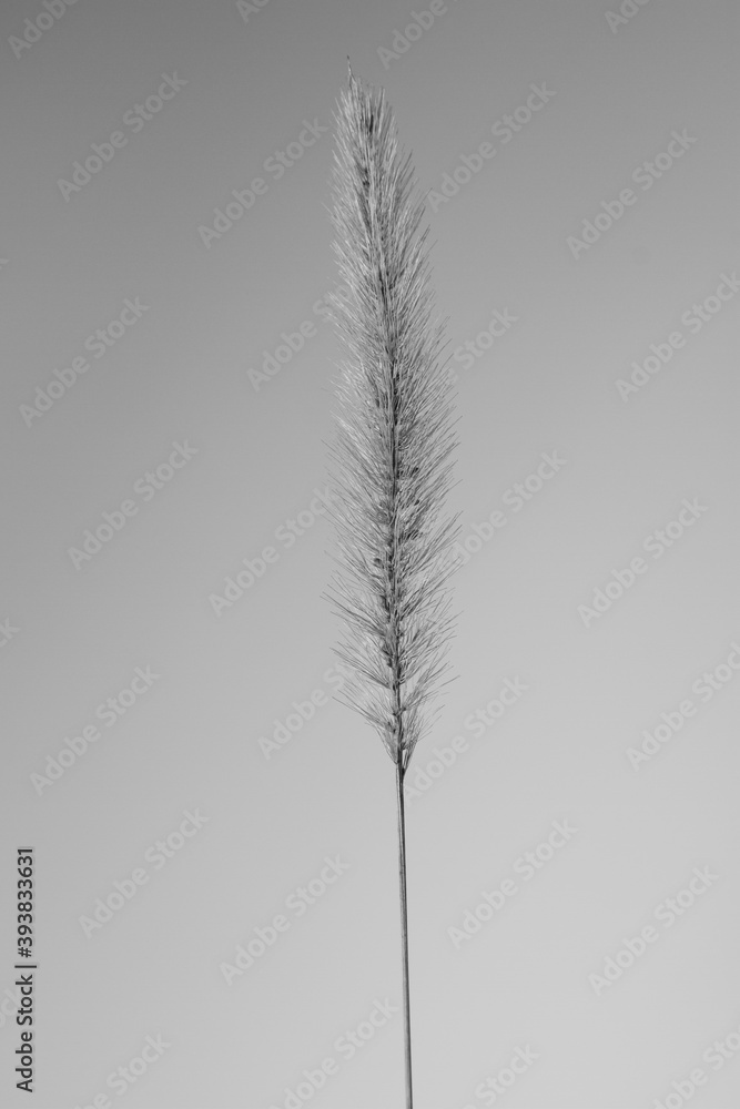 Fototapeta premium Fine art ear of corn in black and white