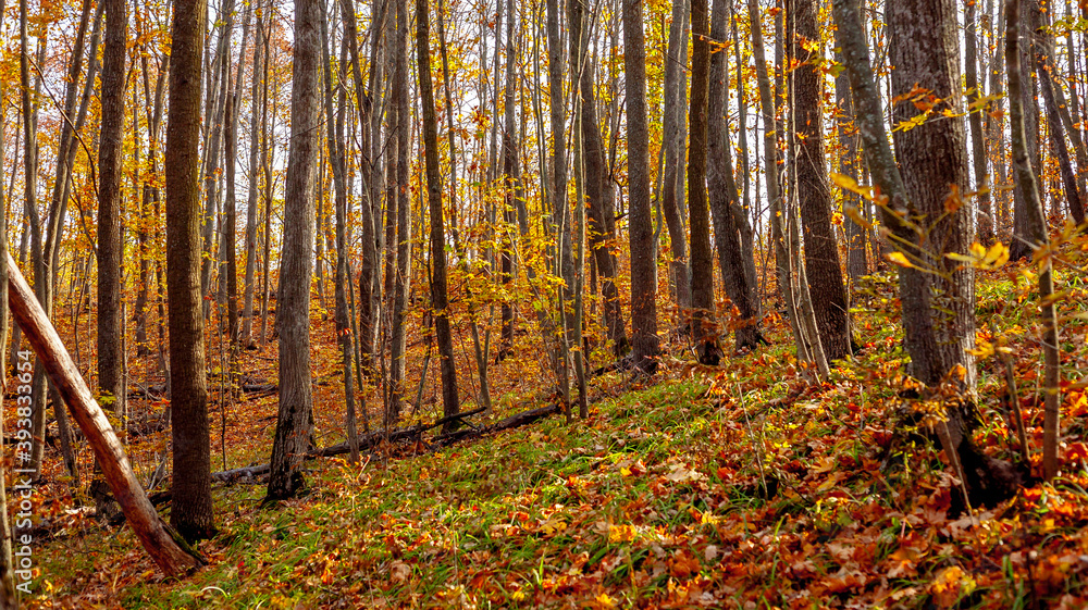 Obraz premium autumn in the forest