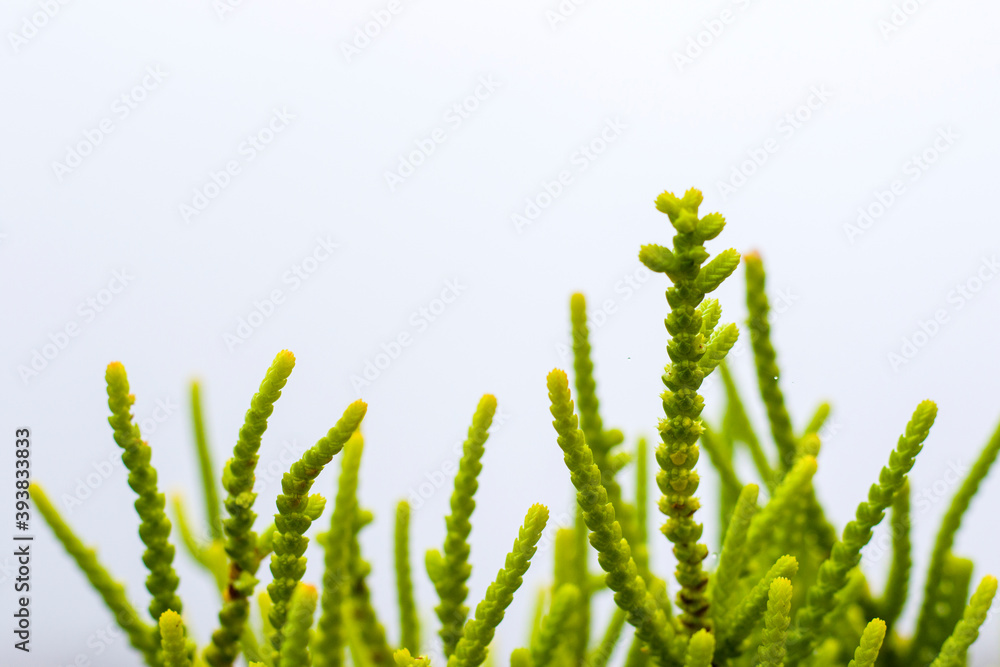 Green color plant macro and close-up background Green color plant macro and close-up background