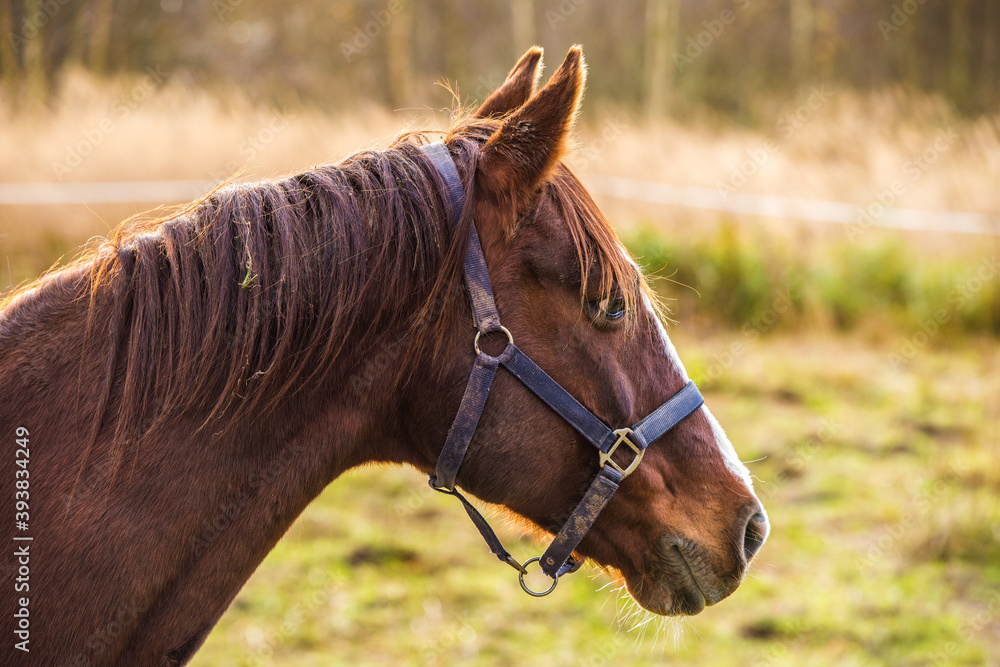 Obraz premium Horse on nature. Portrait of a horse, brown horse