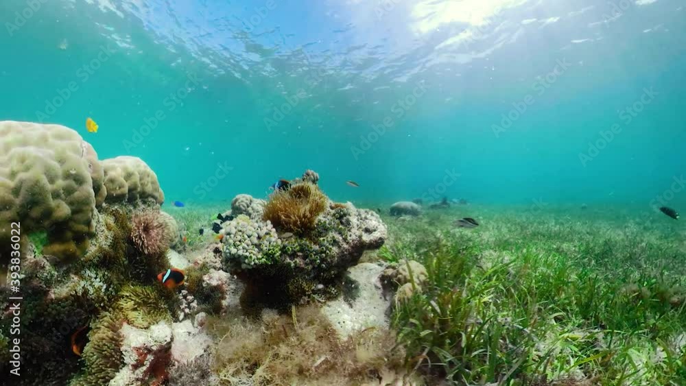 360 panorama: Tropical fishes and coral reef at diving. Beautiful underwater world with corals and fish. Camiguin, Philippines. 360 panorama: Tropical fishes and coral reef at diving. Beautiful underwater world with corals and fish. Camiguin, Philippines.