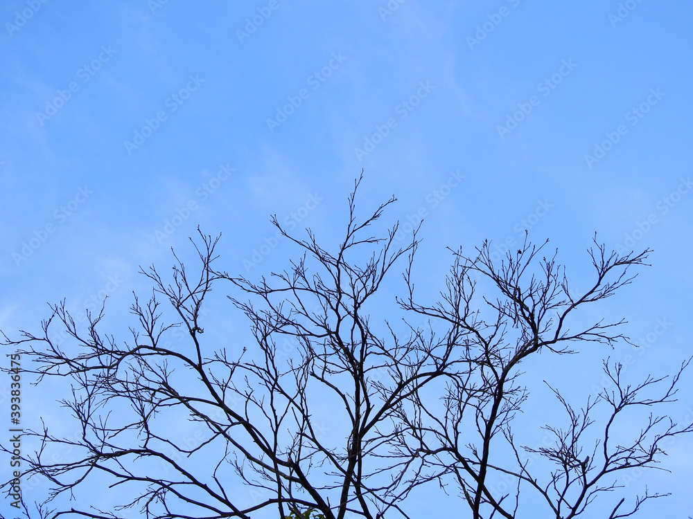 dry branch of tree with blue sky background dry branch of tree with blue sky background