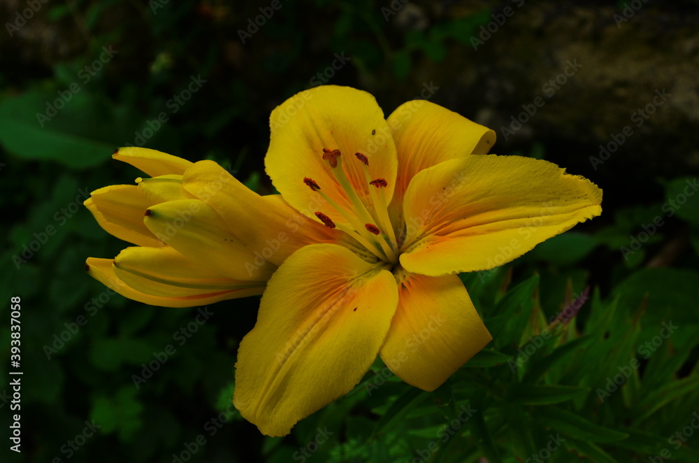 Beautiful Lily flower on green leaves background. Lilium flowers in the garden. Background texture plant fire lily with orange buds. Image plant blooming tropical flower lily Beautiful Lily flower on green leaves background. Lilium flowers in the garden. Background texture plant fire lily with orange buds. Image plant blooming tropical flower lily