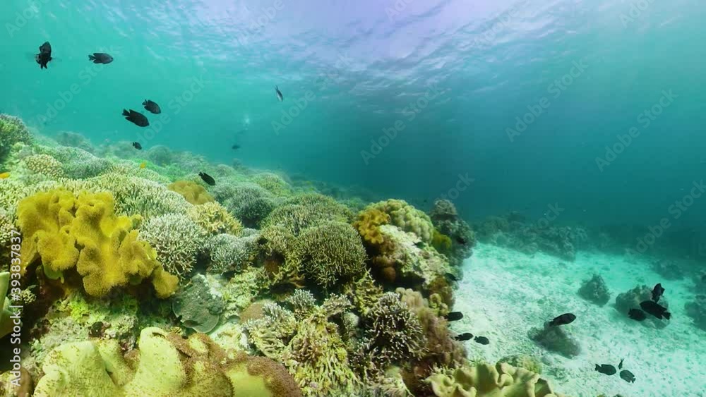 Tropical Fishes on Coral Reef, underwater scene, 360 panorama. Camiguin, Philippines. Travel vacation concept Tropical Fishes on Coral Reef, underwater scene, 360 panorama. Camiguin, Philippines. Travel vacation concept