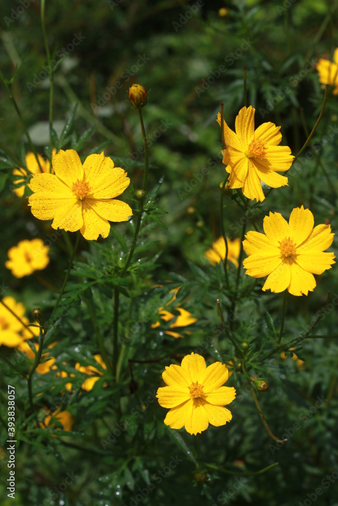 Fototapeta premium The most beautiful Cosmos flowers.