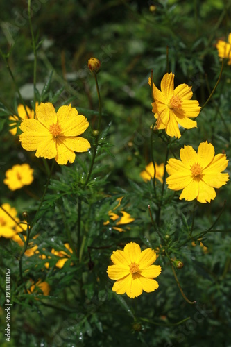 The most beautiful Cosmos flowers.