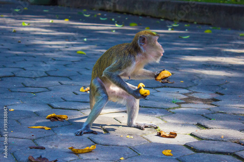 Photography Macaque (Macaca fascicularis) monkey in Batu Caves, Kuala Lumpur, Malaysia