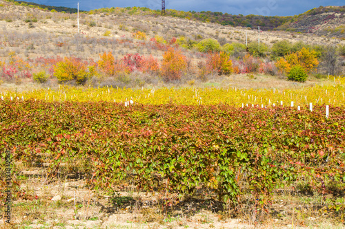 Wallpaper Mural Winery and wine yard in Kakheti, Georgia. Landscape of grape trees valley Torontodigital.ca