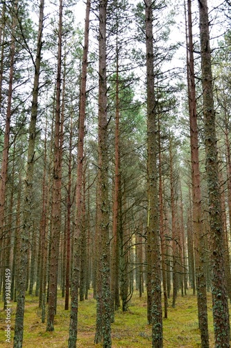 Fototapeta Naklejka Na Ścianę i Meble -  pine forest in autumn
