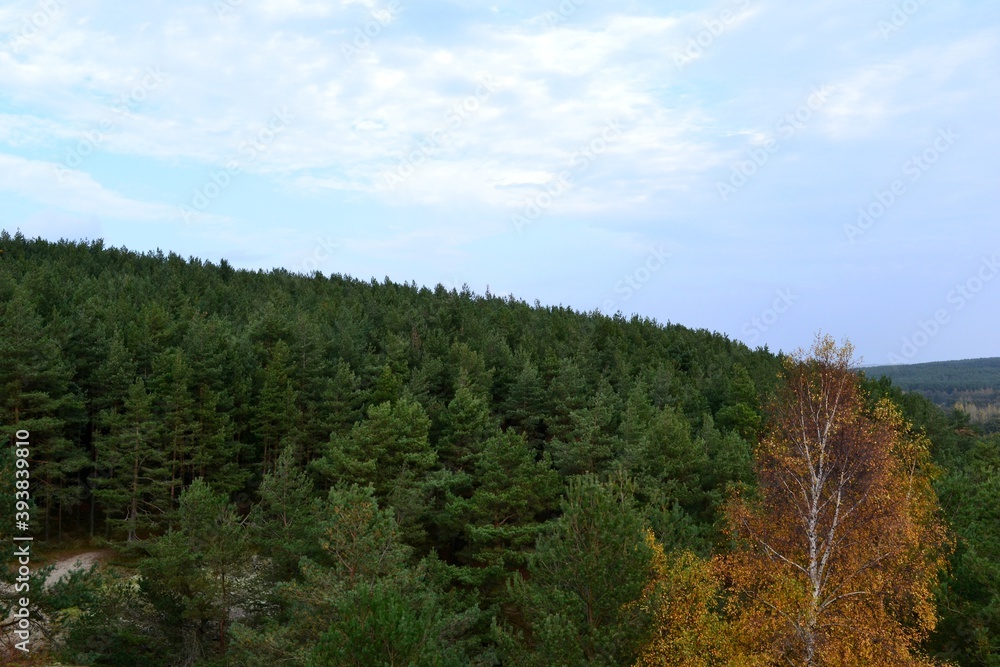 forest in autumn