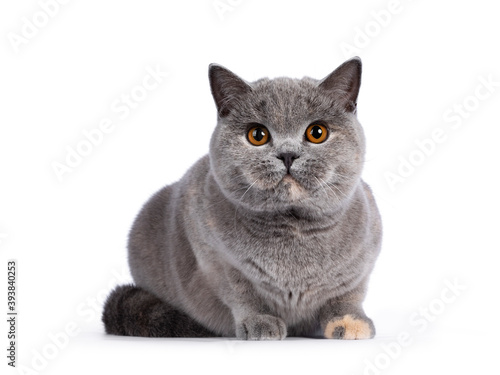 Impressive blue tortie British Shorthair cat, laying down facing front. Looking towards camera with amazing orange eyes. Isolated on white background.