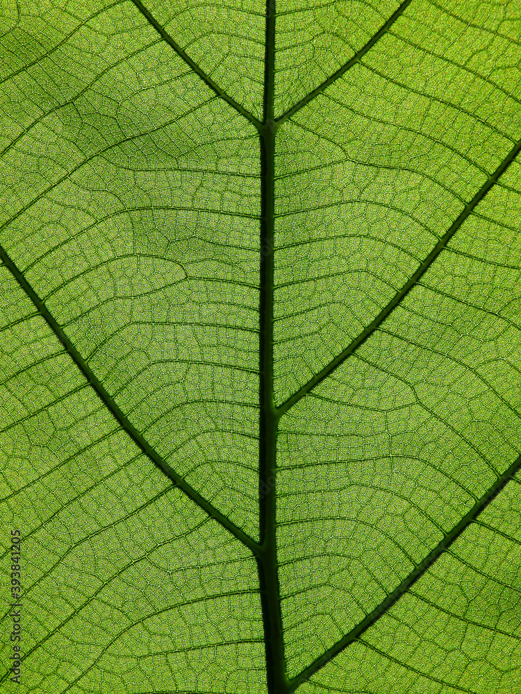 green leaf texture ( teak leaf ) green leaf texture ( teak leaf )