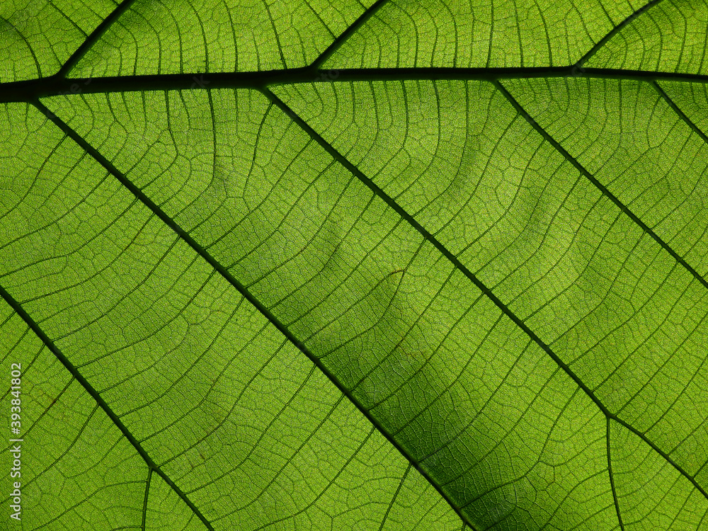 green leaves texture ( teak leaves ) green leaves texture ( teak leaves )