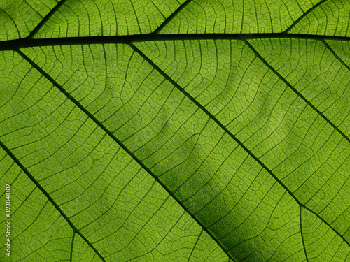 green leaves texture ( teak leaves )