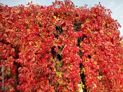 The red leaves of grapes