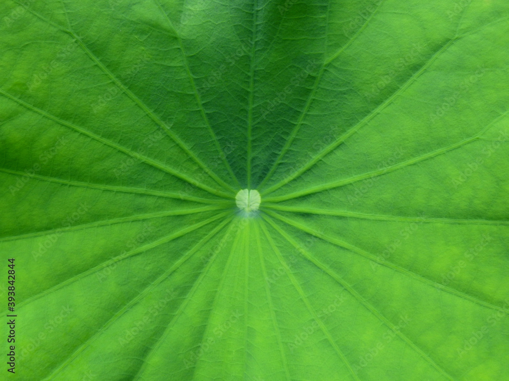 green lotus leaf closeup background green lotus leaf closeup background