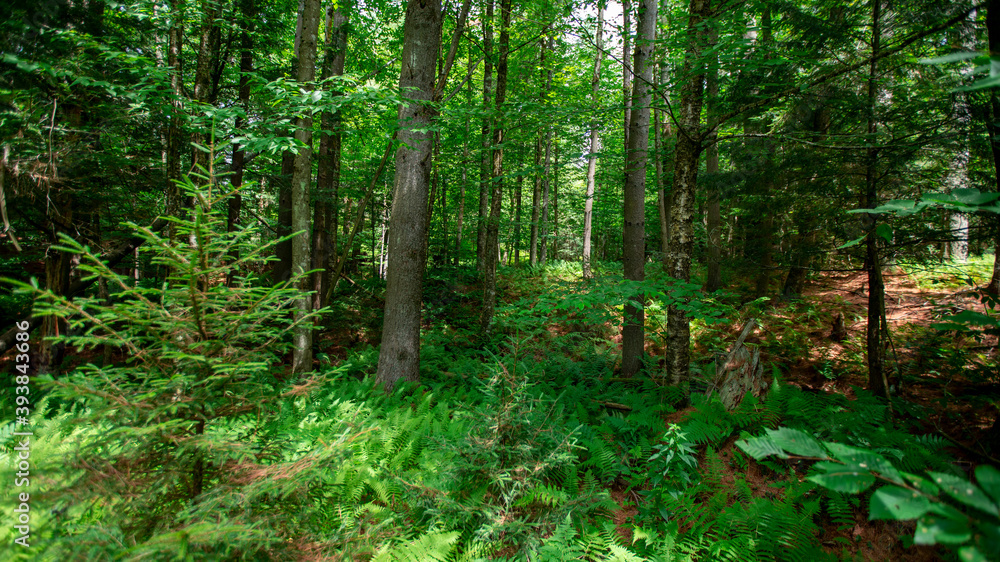 Woodlands in Cambridge Vermont, summer 2020 Woodlands in Cambridge Vermont, summer 2020