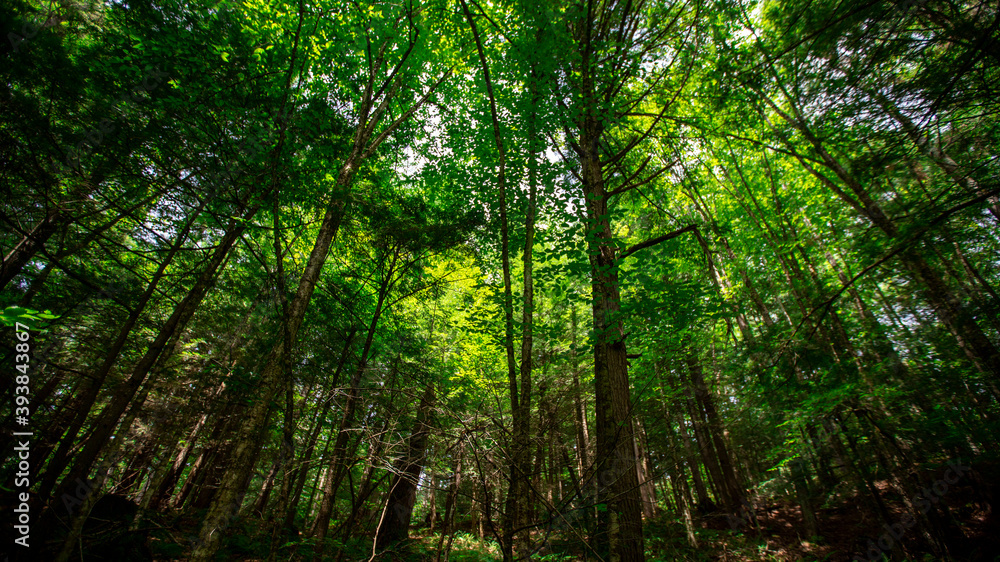Woodlands in Cambridge Vermont, summer 2020 Woodlands in Cambridge Vermont, summer 2020
