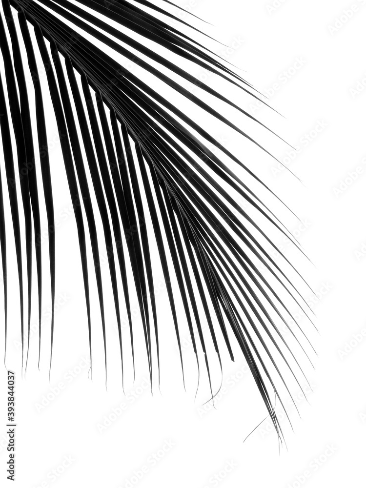 Obraz premium beautiful palm leaf isolated on white background