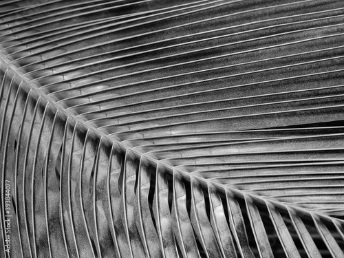 black and white coconut leaf texture