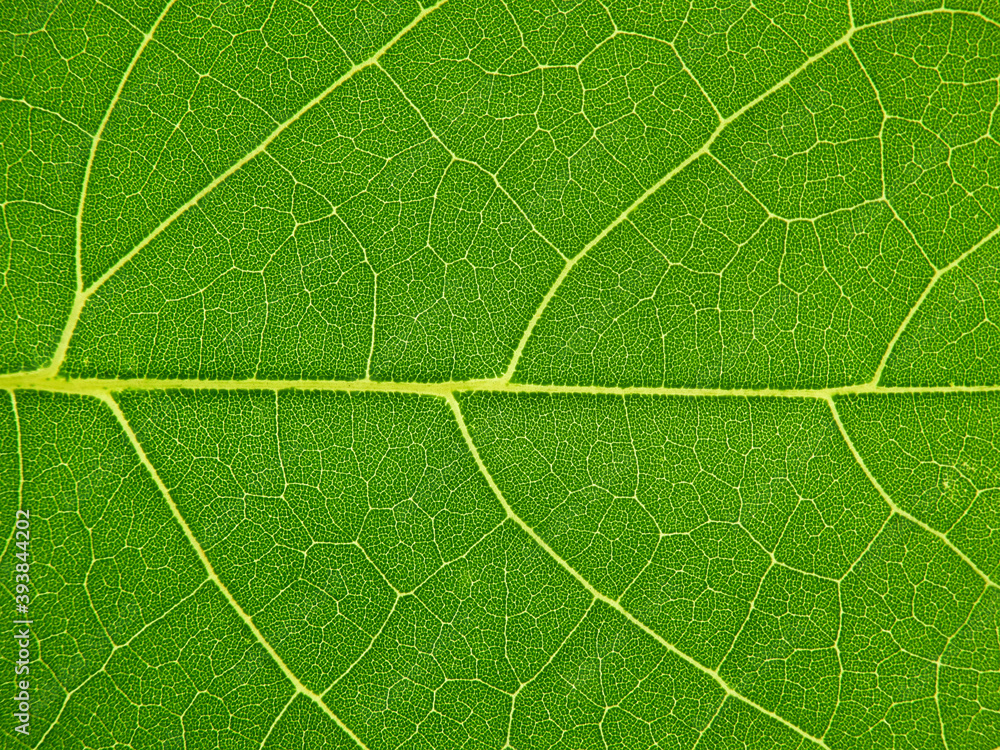 close up view of green leaf texture close up view of green leaf texture
