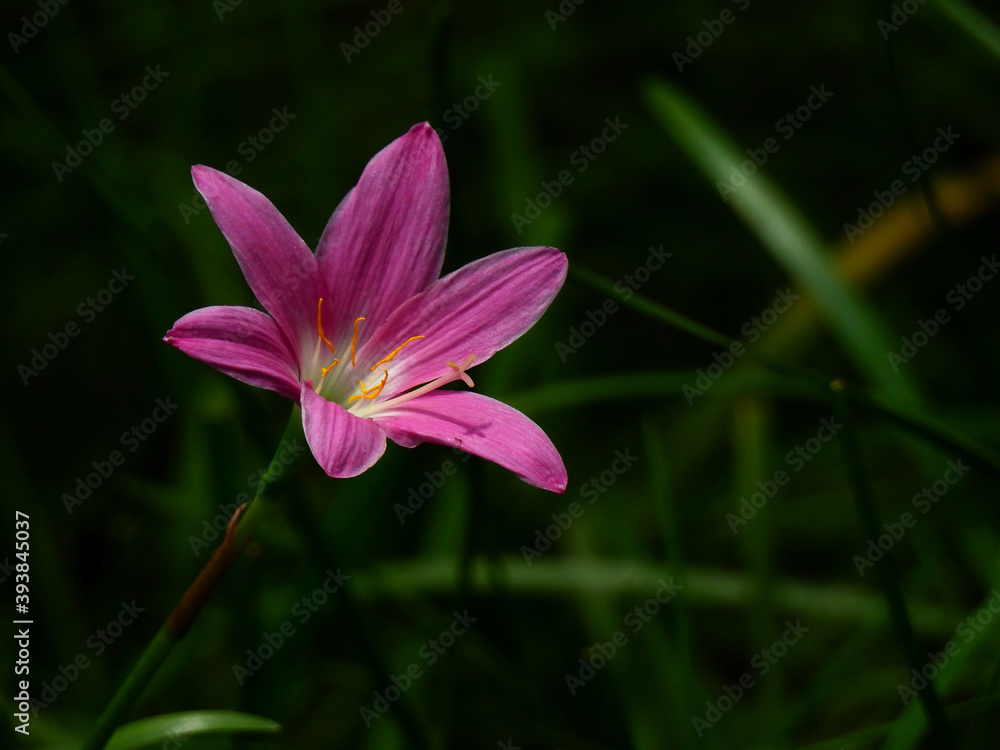 beautiful pink rain lily ( Zephyranthes grandiflora ) flower on the ground beautiful pink rain lily ( Zephyranthes grandiflora ) flower on the ground