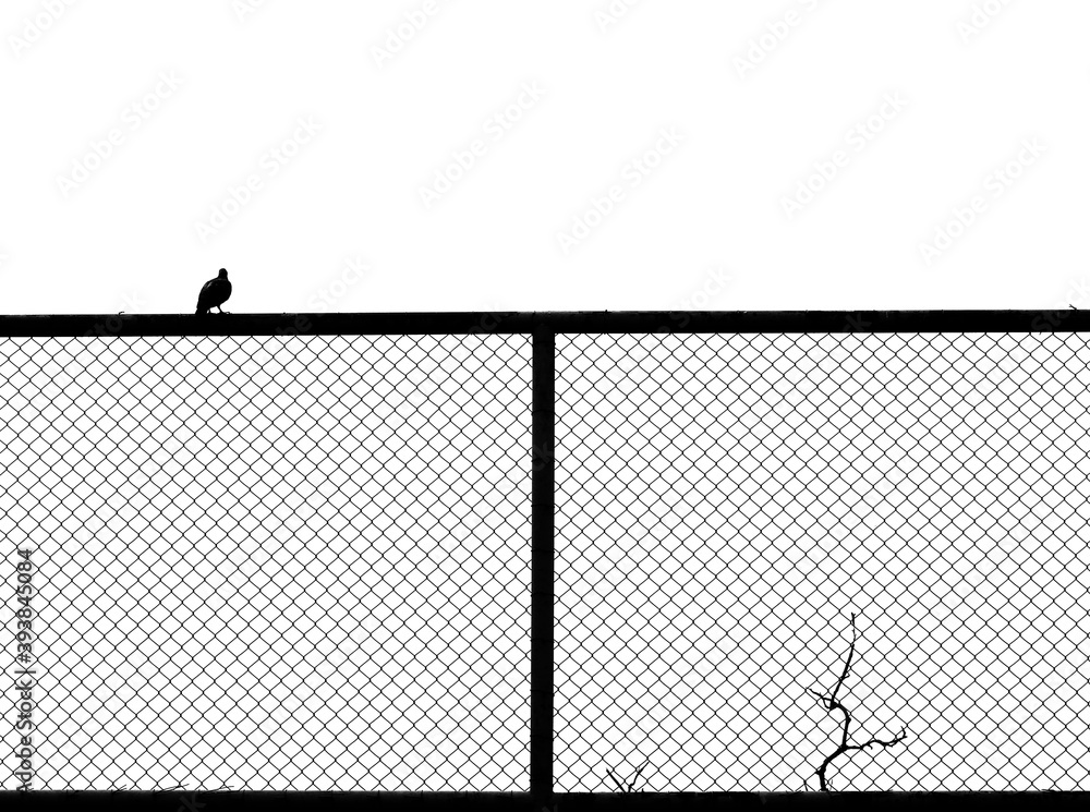 silhouette of pigeon on wire mesh of fence isolated on white background