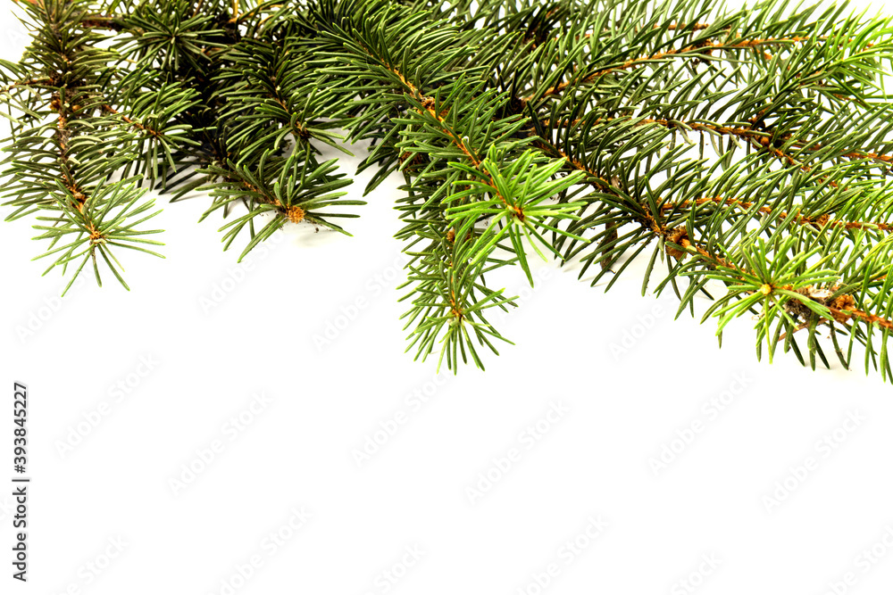 Pine branches isolated on white background, seamless pattern. Christmas and New Year background. Pine branches isolated on white background, seamless pattern. Christmas and New Year background.