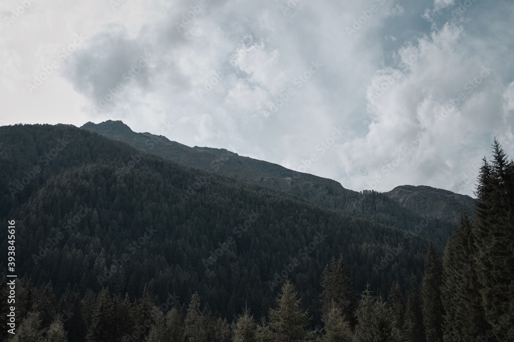 The view of a fir forest in a cloudy day in the Italian Alps (Trentino, Italy, Europe)