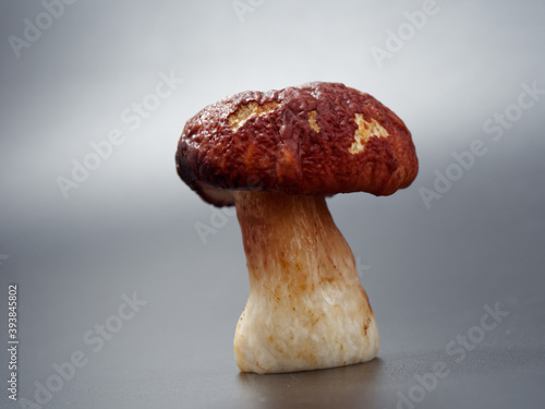 gray-headed boletus mushroom with a brown cap and a thick leg on a dark background in the studio