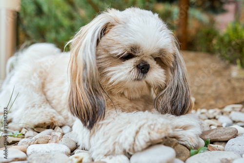 Dog Shih Tzu lies on white stones and looks sadly at his paws