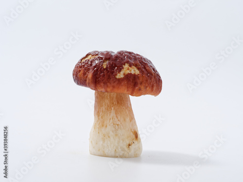 boletus mushroom with a brown cap and a thick leg on a white background in the studio