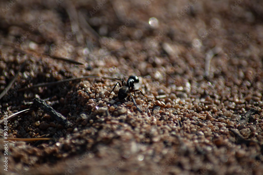 Fototapeta premium seashore