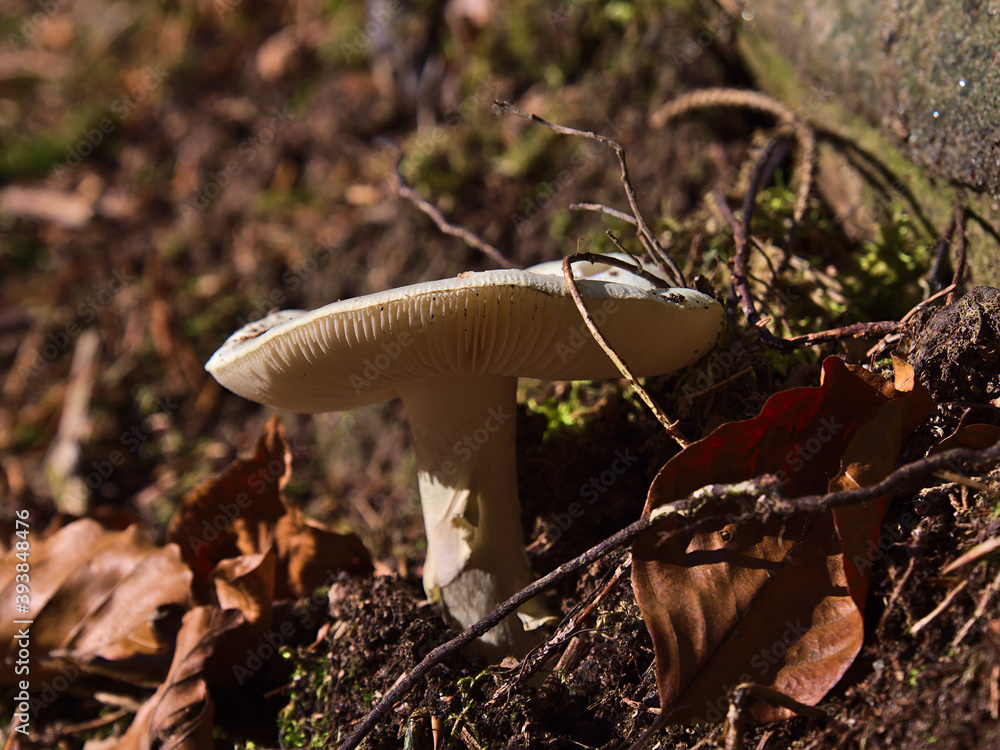Φωτογραφία Macro photography of single white colored mushroom growing at the side of a hiking path in Black Forest, Germany in autumn season with visible grill (lamella)