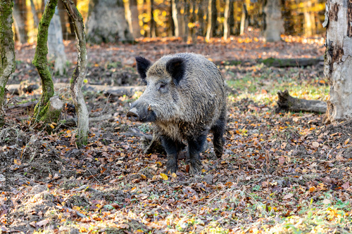 Kraftpaket im Buchenwald photo