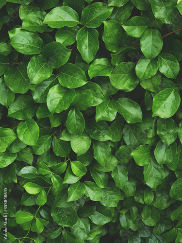 green leaf of ivy plant texture, bush background