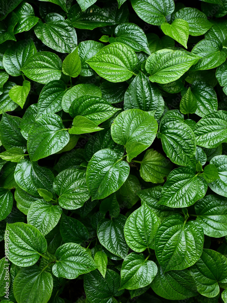 Wildbetal leafbush ( Piper sarmentosum Roxb. ) is a medicinal plant of Thailand, green plant in garden Wildbetal leafbush ( Piper sarmentosum Roxb. ) is a medicinal plant of Thailand, green plant in garden