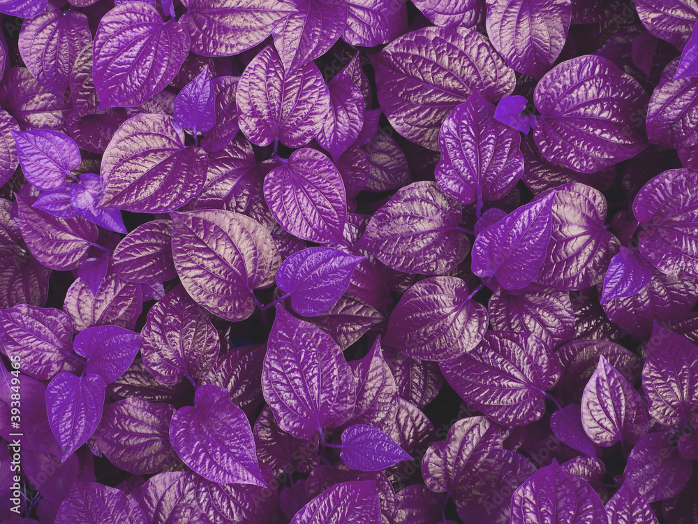 purple leaf background, Wildbetal leafbush (Piper sarmentosum Roxb.) Thai medicinal plants