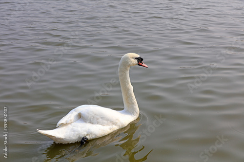 Verrucosa Swan swims on the water in a park, Tangshan, China, China