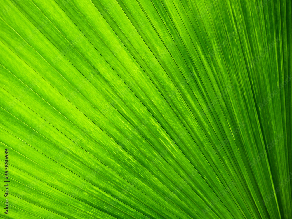 Texture of Green palm Leaf Texture of Green palm Leaf