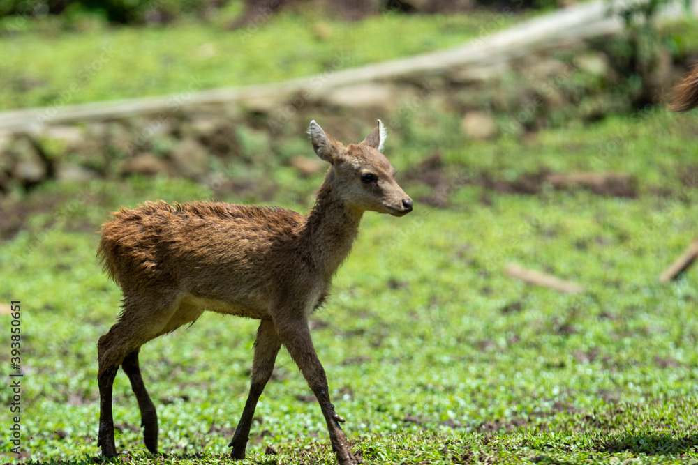 baby deer in the woods