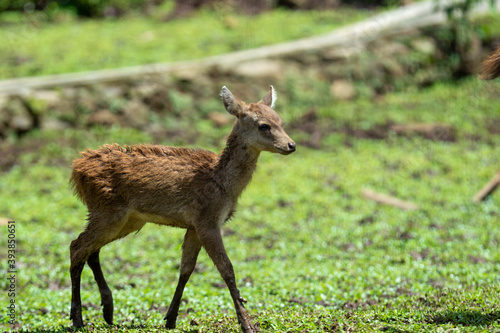 baby deer in the woods © itsuky