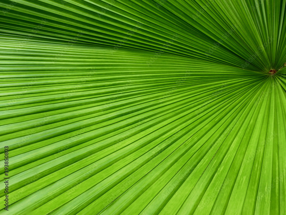 green palm leaf with line texture, Sumawong's palm tree ( Licuala peltata var. sumawongii ) green palm leaf with line texture, Sumawong's palm tree ( Licuala peltata var. sumawongii )