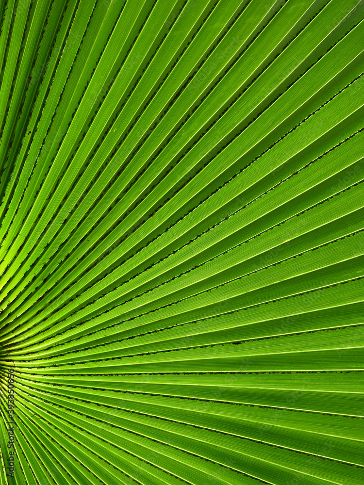 Fototapeta premium texture of green palm leaf with line