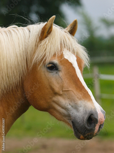 Pretty Horse Headshot